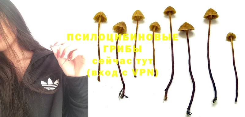 Галлюциногенные грибы Psilocybine cubensis  Бутурлиновка 